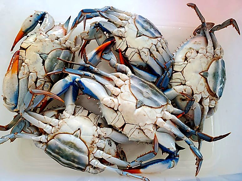 Arranging crabs belly-up